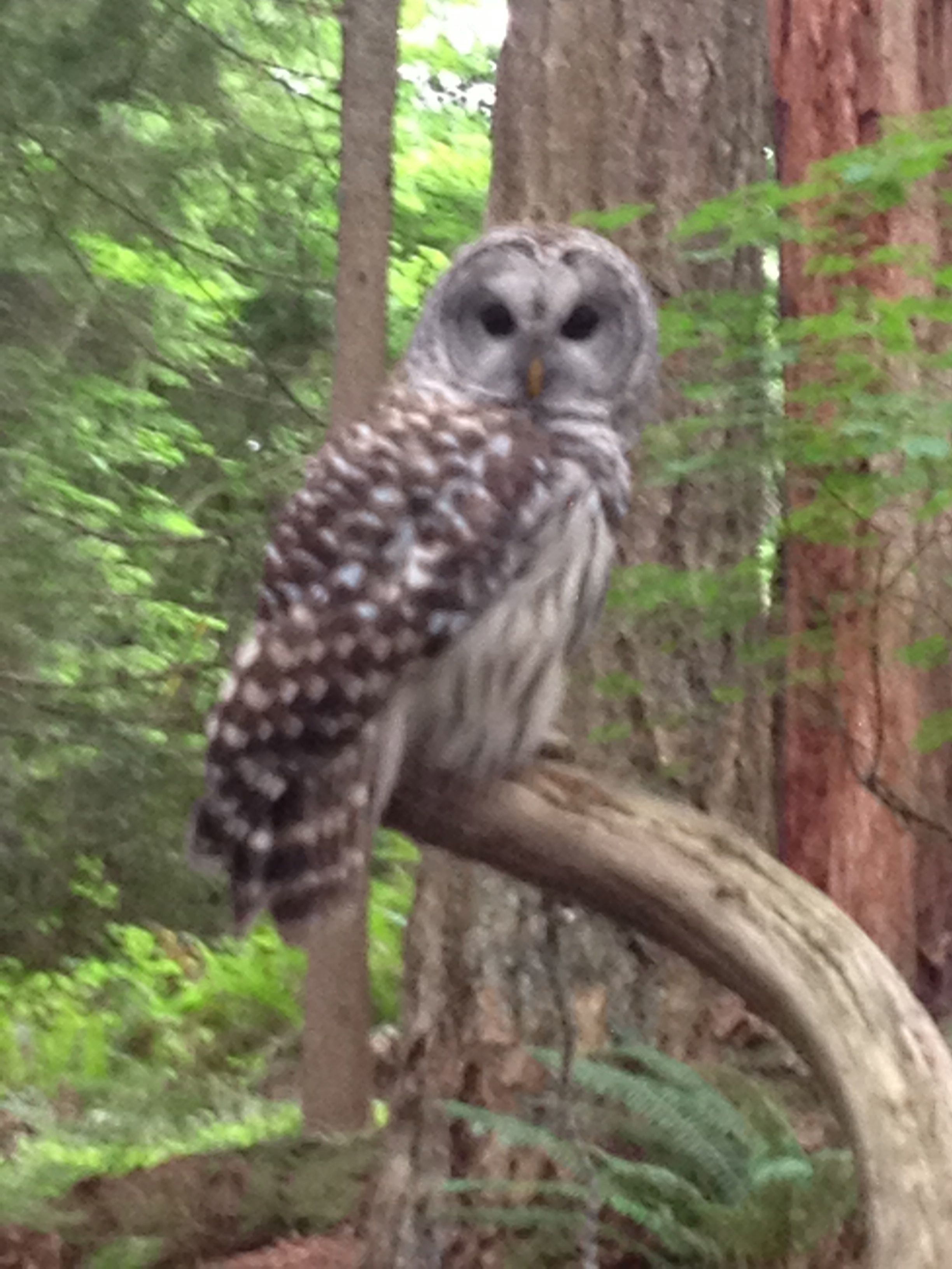 Bryan C Rice CPA A Wise Owl In Vancouver